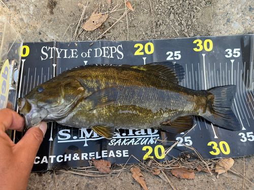 スモールマウスバスの釣果