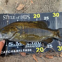 スモールマウスバス