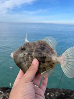 カワハギの釣果