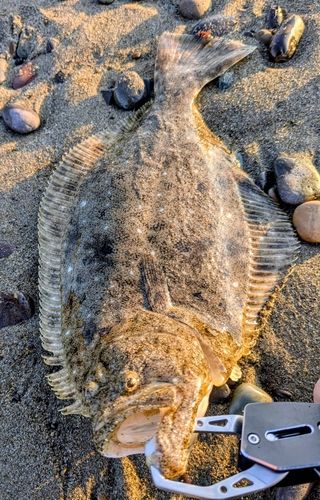 ヒラメの釣果