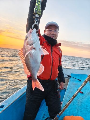 マダイの釣果