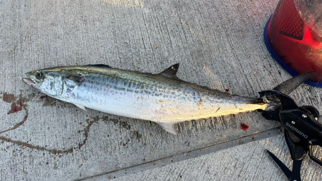 SHIMANO 19コルトスナイパー エクスチューン S100Mの最安値・インプレ