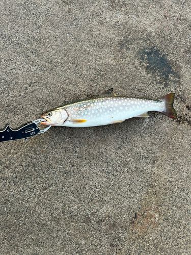アメマスの釣果