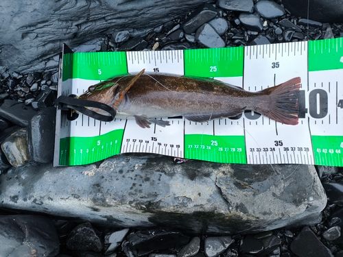 アイナメの釣果