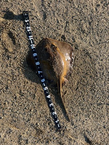 アカエイの釣果