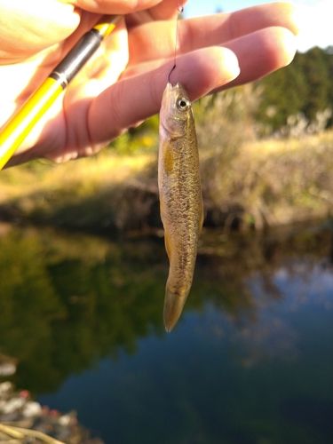 アブラハヤの釣果