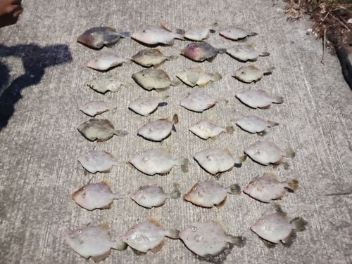 カワハギの釣果