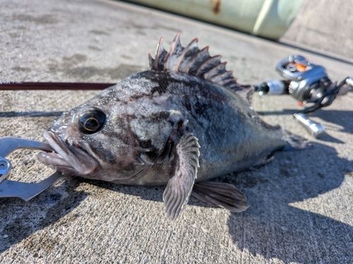 クロソイの釣果