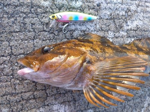 アイナメの釣果