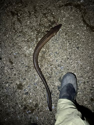 マアナゴの釣果