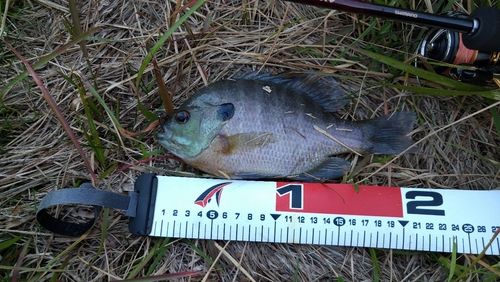 ブルーギルの釣果