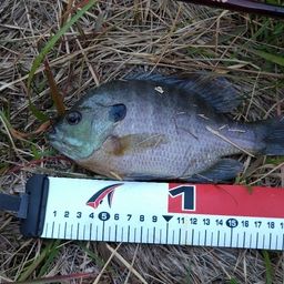 ブルーギル