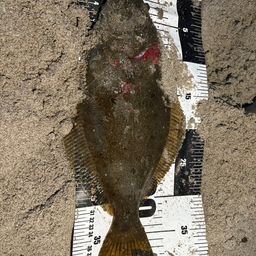 ヒラメ