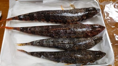 アカエソの釣果