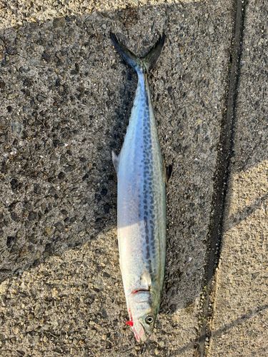 南芦屋浜ベランダ