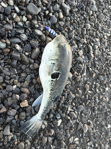 トラフグの釣果