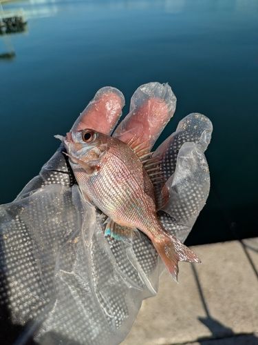 チャリコの釣果