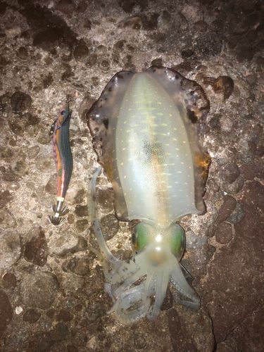 アオリイカの釣果