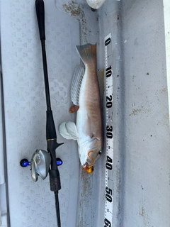 シロアマダイの釣果