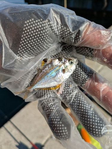 ヒイラギの釣果