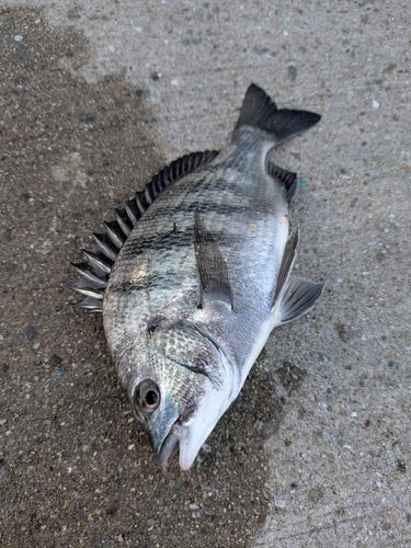チヌの釣果