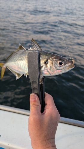 マアジの釣果