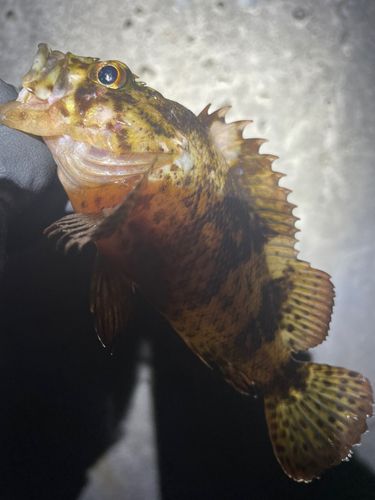 ムラソイの釣果