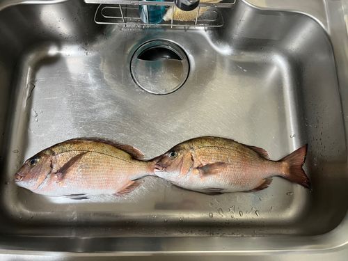 タチウオの釣果