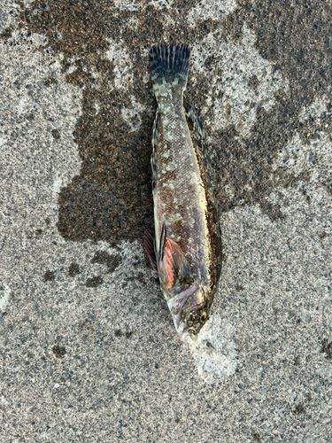 アイナメの釣果