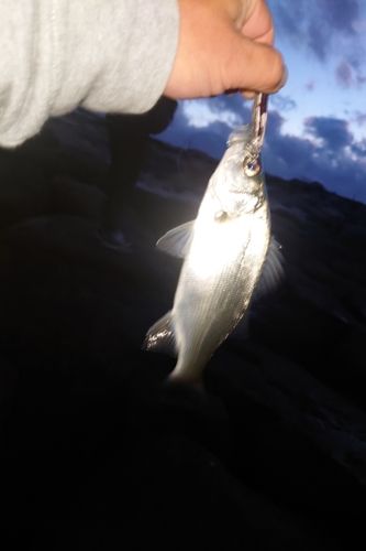 セイゴ（ヒラスズキ）の釣果