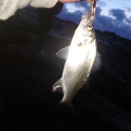 セイゴ（ヒラスズキ）