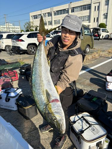 ヒラマサの釣果