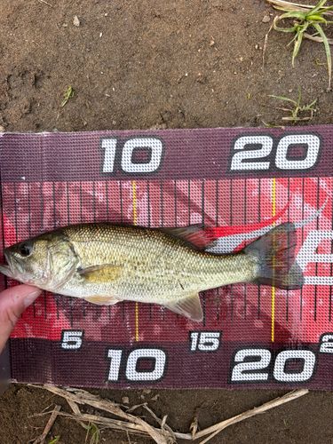 ラージマウスバスの釣果