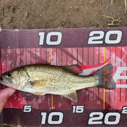 ラージマウスバス