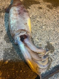 スルメイカの釣果