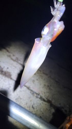 マメイカの釣果