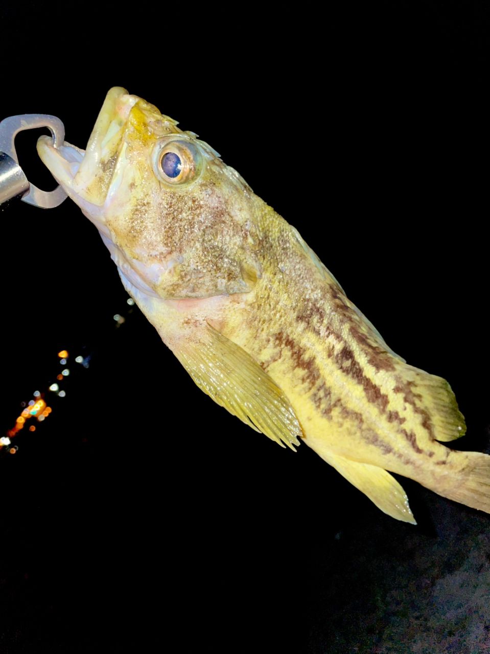 SHIMANO 22ハードロッカー SS S910H-3の最安値・インプレ・釣果 | 本音