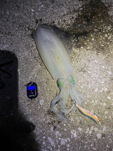 アオリイカの釣果