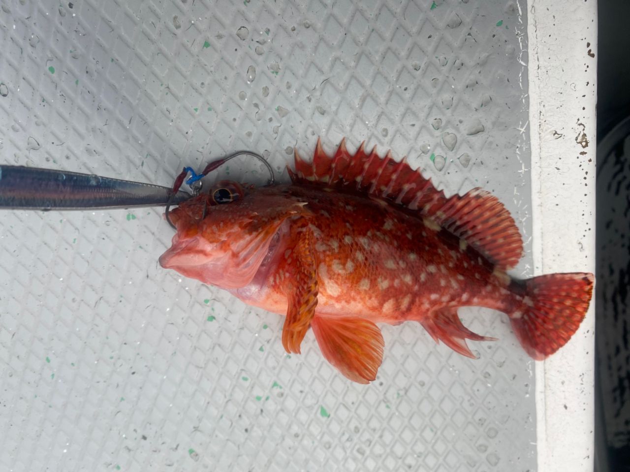 ウッカリカサゴ