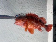 ウッカリカサゴの釣果