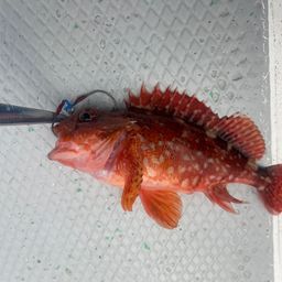 ウッカリカサゴ