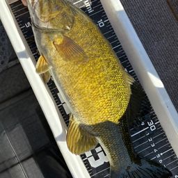 スモールマウスバス