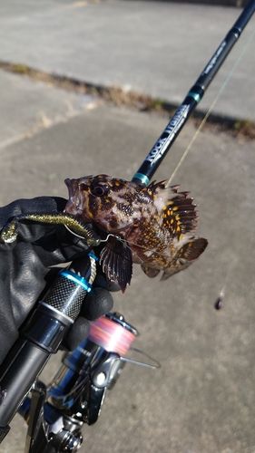 オウゴンムラソイの釣果