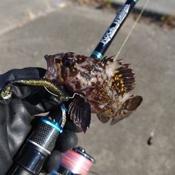 オウゴンムラソイ