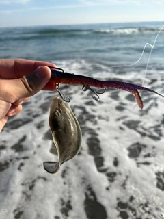 シタビラメの釣果