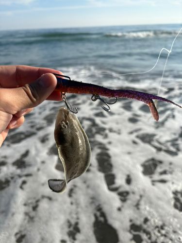 シタビラメの釣果