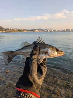 セイゴ（マルスズキ）の釣果