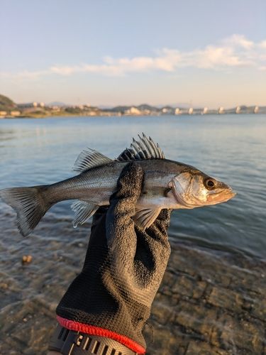 セイゴ（マルスズキ）の釣果