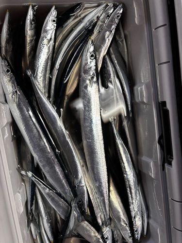 サンマの釣果