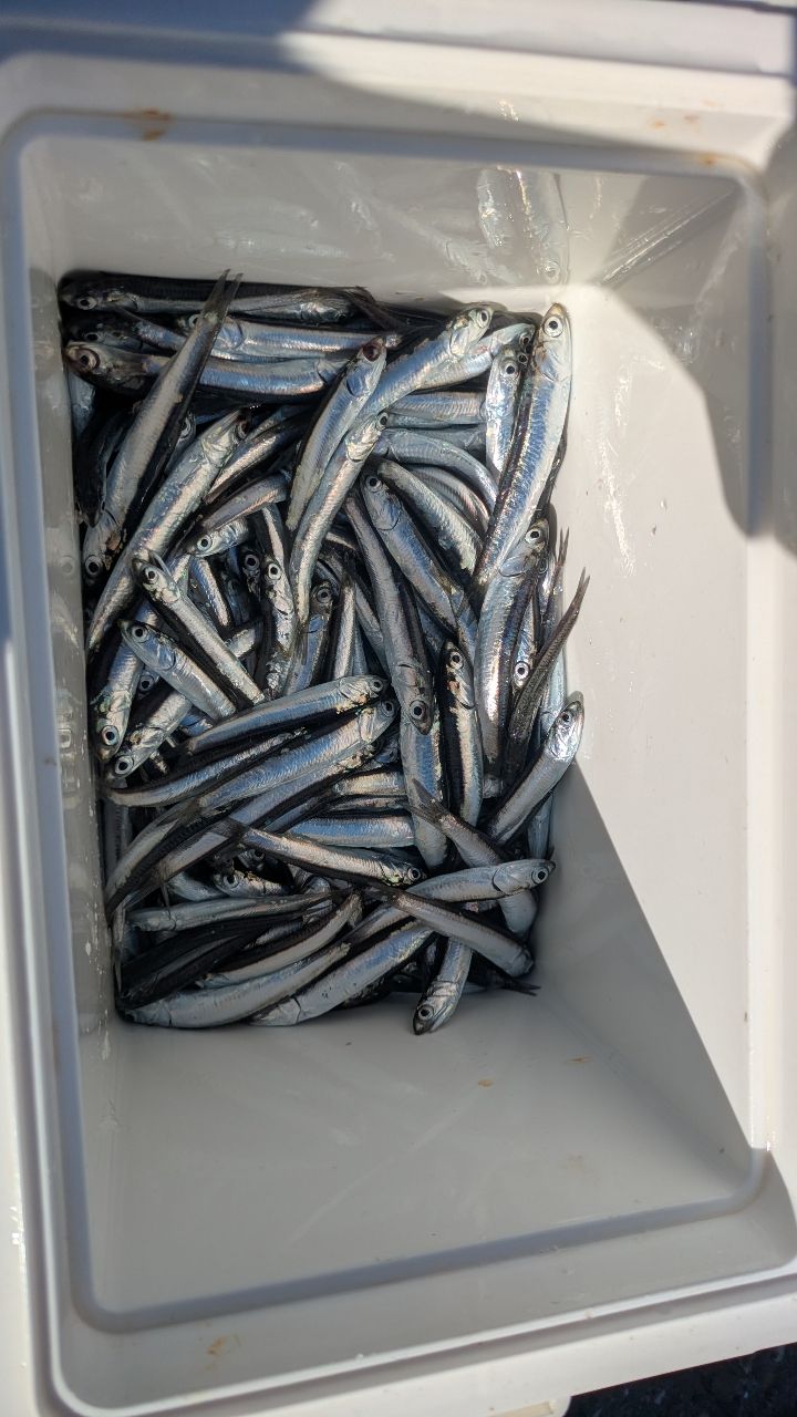 カタクチイワシ